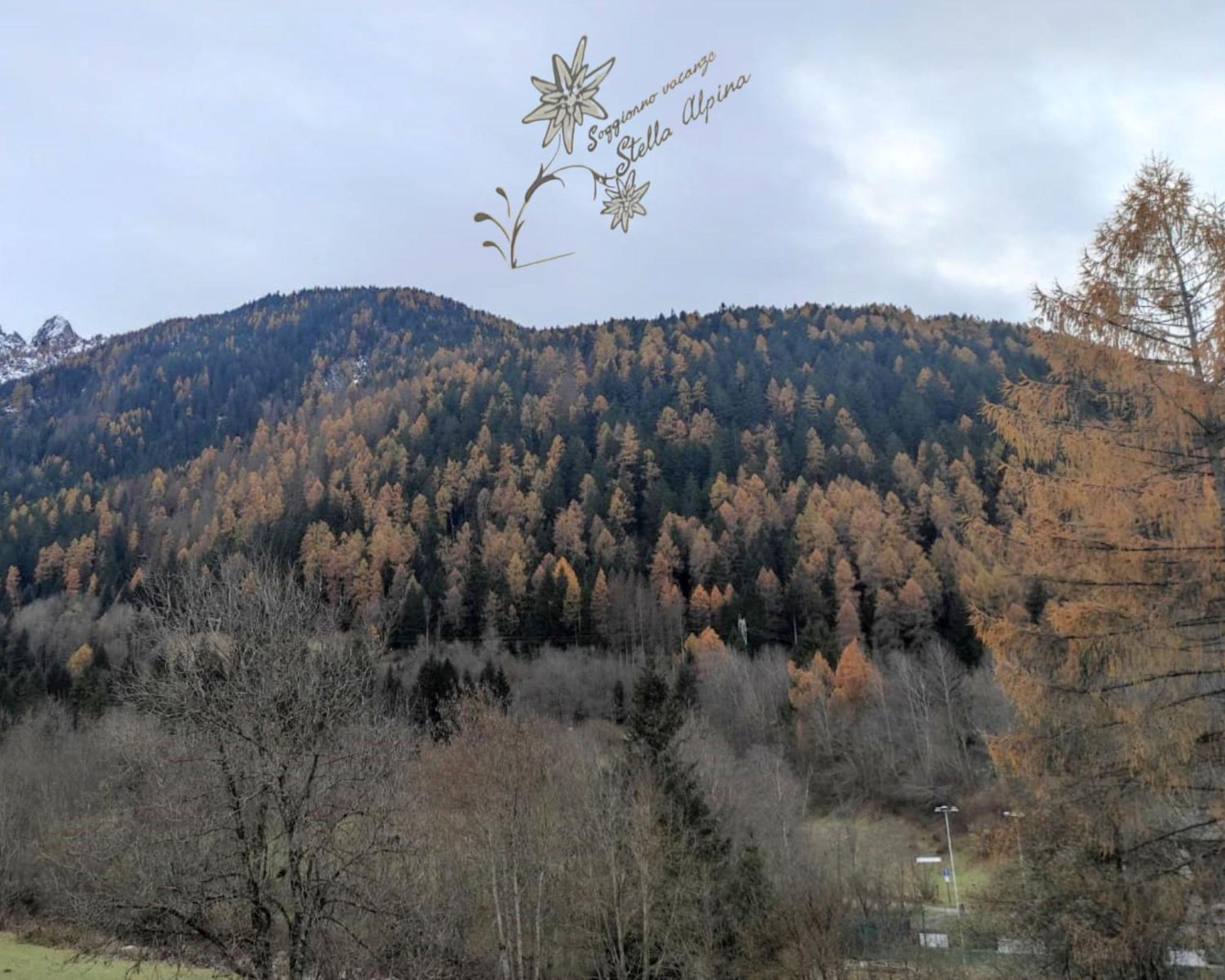 Soggiorno Vacanze Stella Alpina Temù Εξωτερικό φωτογραφία